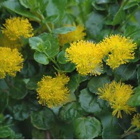 AZARA Dentata AZARA Dentata