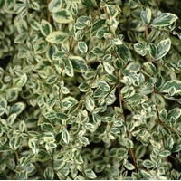 AZARA Microphylla Variegata AZARA Microphylla Variegata