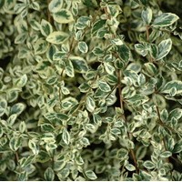 AZARA Microphylla Variegata