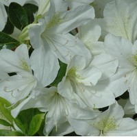 AZALEA Japonica white Lady AZALEA Japonica white Lady