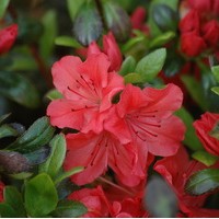 AZALEA Japonica Geisha orange AZALEA Japonica Geisha orange