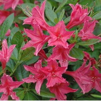 AZALEA Mollis Jolie Madame AZALEA Mollis Jolie Madame