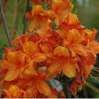 AZALEA Mollis Gibraltar AZALEA Mollis Gibraltar