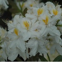 AZALEA Mollis Shneegold AZALEA Mollis Shneegold