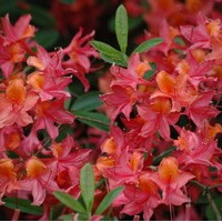 AZALEA Mollis Rouge AZALEA Mollis Rouge