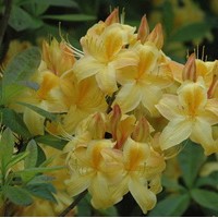 AZALEA Mollis jaune AZALEA Mollis jaune