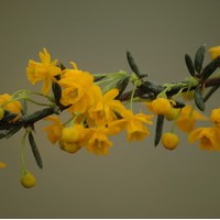 BERBERIS Sténophylla