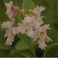 CHITALPA Pink Dawn CHITALPA Pink Dawn