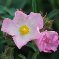 CISTUS Parviflorus CISTUS Parviflorus