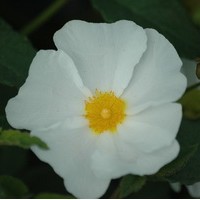 CISTUS Corbariensis CISTUS Corbariensis