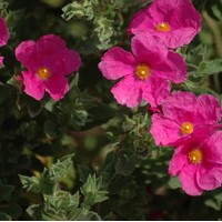 CISTUS pulverulentus Sunset