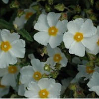 CISTUS Florentinus CISTUS Florentinus
