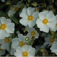 CISTUS Florentinus