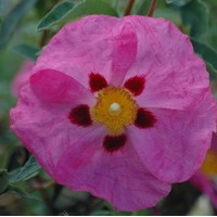 CISTUS Purpureus CISTUS Purpureus