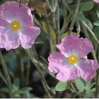 CISTUS Argenteus Silver pink