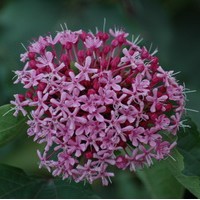 CLERODENDRON Bungei CLERODENDRON Bungei