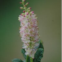 CLETHRA alnifolia Ruby Spice CLETHRA alnifolia Ruby Spice