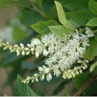 CLETHRA alnifolia CLETHRA alnifolia