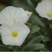 CONVOLVULUS Cneorum CONVOLVULUS Cneorum