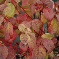 CORNUS Alba sibirica CORNUS Alba sibirica
