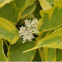 CORNUS Alba gauchaulti CORNUS Alba gauchaulti