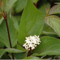 CORNUS Alba Kesselringii CORNUS Alba Kesselringii