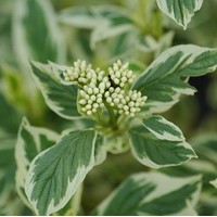 CORNUS Stolonifera white gold CORNUS Stolonifera white gold