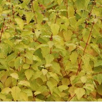 CORNUS sanguinea Midwinter fire CORNUS sanguinea Midwinter fire