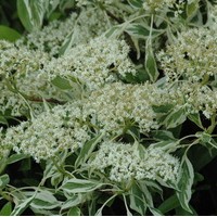 Cornus Controversa variegata Cornus Controversa variegata