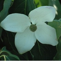 Cornus Kousa Cornus Kousa