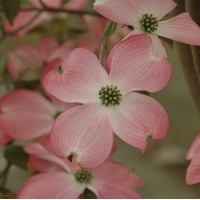 Cornus Florida Rubra Cornus Florida Rubra