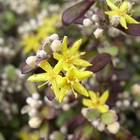 COROKIA Virgata COROKIA Virgata