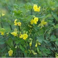 CORONILLA Emerus CORONILLA Emerus