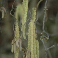CORYLUS avellena Contorta CORYLUS avellena Contorta