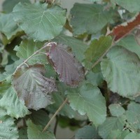Corylus purpurea Corylus purpurea