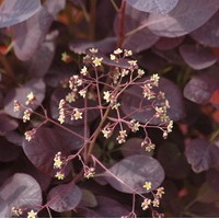 Cotinus coggygria Royal Purple Cotinus coggygria Royal Purple