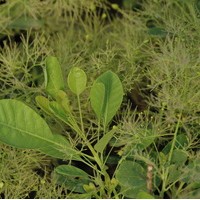 Cotinus coggygria Young Lady Cotinus coggygria Young Lady
