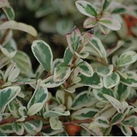 COTONEASTER Juliette COTONEASTER Juliette