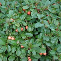 COTONEASTER Damneri COTONEASTER Damneri