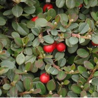 COTONEASTER damneri Royal Carpet COTONEASTER damneri Royal Carpet