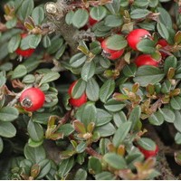 COTONEASTER microphyllus streib