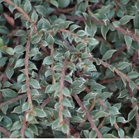 COTONEASTER horizontalis variegata COTONEASTER horizontalis variegata