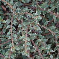 COTONEASTER horizontalis variegata