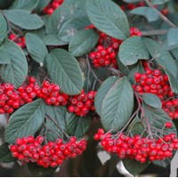 COTONEASTER Lacteus