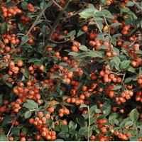 COTONEASTER Franchetii COTONEASTER Franchetii