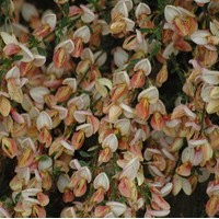 CYTISUS praecox Zeelandia CYTISUS praecox Zeelandia