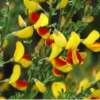 CYTISUS scoparius Andreanus CYTISUS scoparius Andreanus