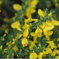 CYTISUS scoparius Golden sunlight CYTISUS scoparius Golden sunlight