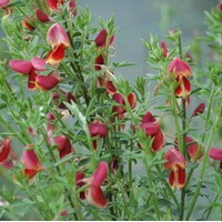 CYTISUS scoparius Boskoop ruby CYTISUS scoparius Boskoop ruby