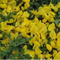 CYTISUS Kewensis CYTISUS Kewensis